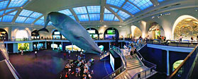 Museum of Natural History - New York City